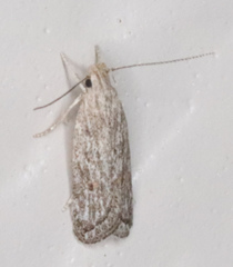 Helcystogramma chambersella