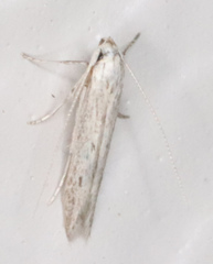 Haplochrois bipunctella