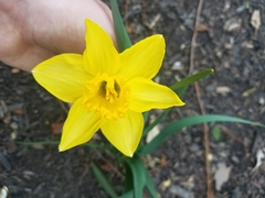 Narcissus