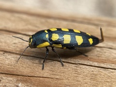 Buprestis magica
