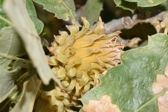 Quercus ithaburensis macrolepis