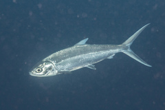 Milkfish photo 2