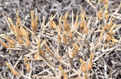 Centaurea spinosa