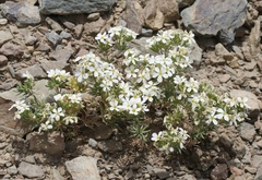 Leptosiphon nuttallii pubescens