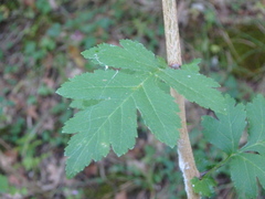 Crataegus microphylla