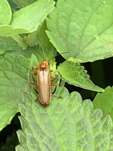 Red Soldier Beetle, Wederikweg, Peize, Drenthe, NL, photo 7 of 10