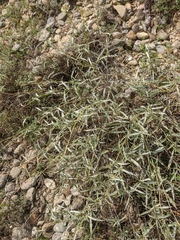 Convolvulus holosericeus