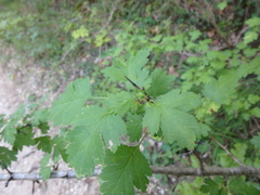 Crataegus microphylla