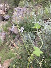 Echinopepon wrightii