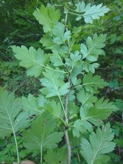Crataegus microphylla