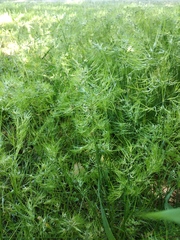 Poa bulbosa