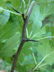 Crataegus microphylla