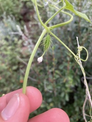 Echinopepon wrightii