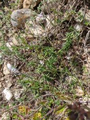 Asperula tenella