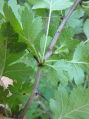 Crataegus microphylla