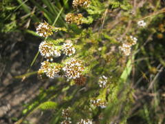 Disparago