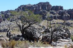 Widdringtonia wallichii