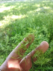 Poa bulbosa
