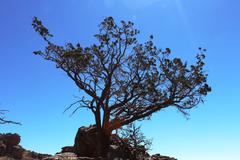 Widdringtonia wallichii