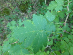 Crataegus microphylla