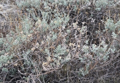 Artemisia rothrockii
