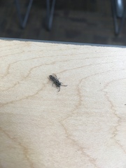 Krombeinopyga pumila