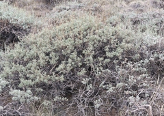 Artemisia rothrockii