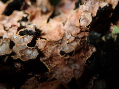 Nectriopsis rubefaciens