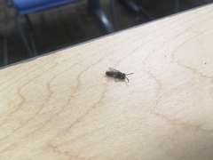 Krombeinopyga pumila