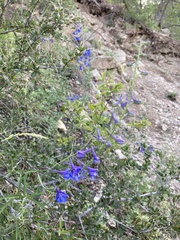 Delphinium scopulorum