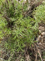 Salvia scabiosifolia