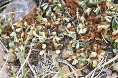 Trifolium monanthum monanthum