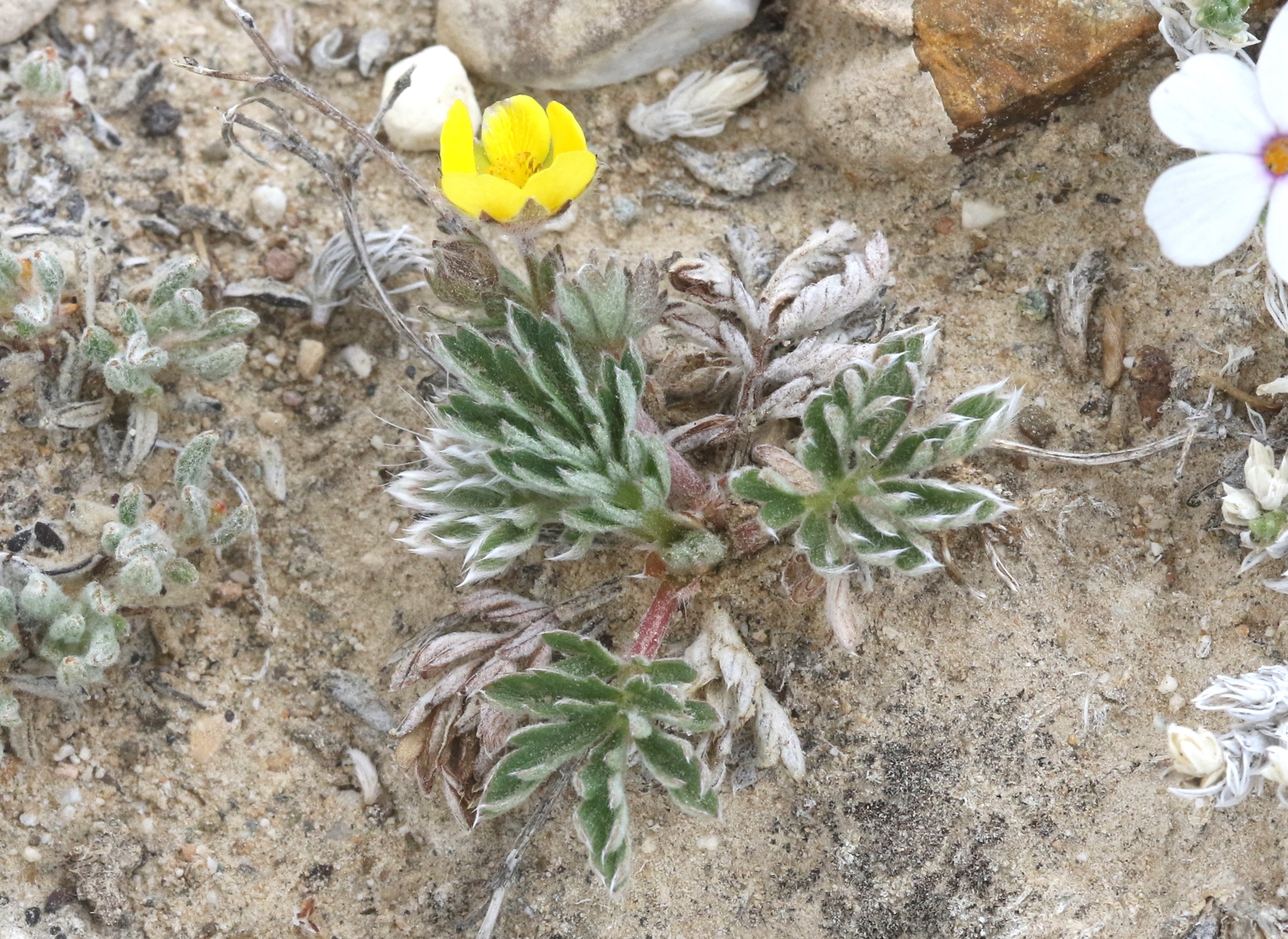 Potentilla morefieldii