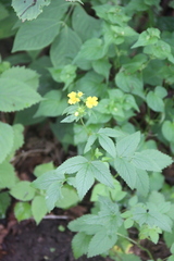 Potentilla cryptotaeniae