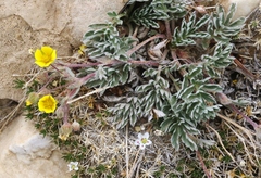 Potentilla morefieldii