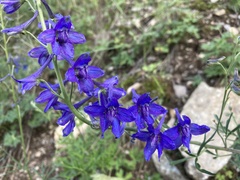 Delphinium scopulorum