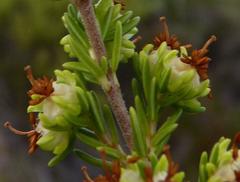 Erica glumiflora