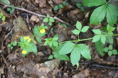 Potentilla cryptotaeniae