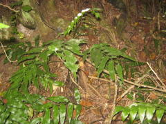 Asplenium gemmiferum