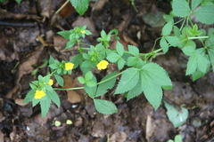 Potentilla cryptotaeniae