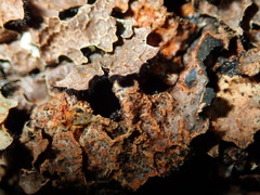 Nectriopsis rubefaciens