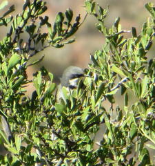 Apalis thoracica capensis