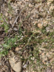 Asperula tenella