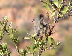 Apalis thoracica capensis