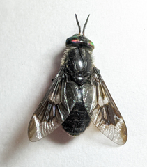 Chrysops noctifer
