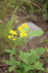 Potentilla cryptotaeniae