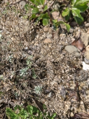 Odontarrhena tortuosa