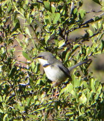 Apalis thoracica capensis