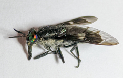 Chrysops noctifer