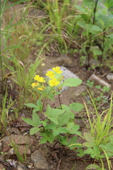 Potentilla cryptotaeniae